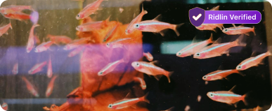 Rolly polly pet shop image